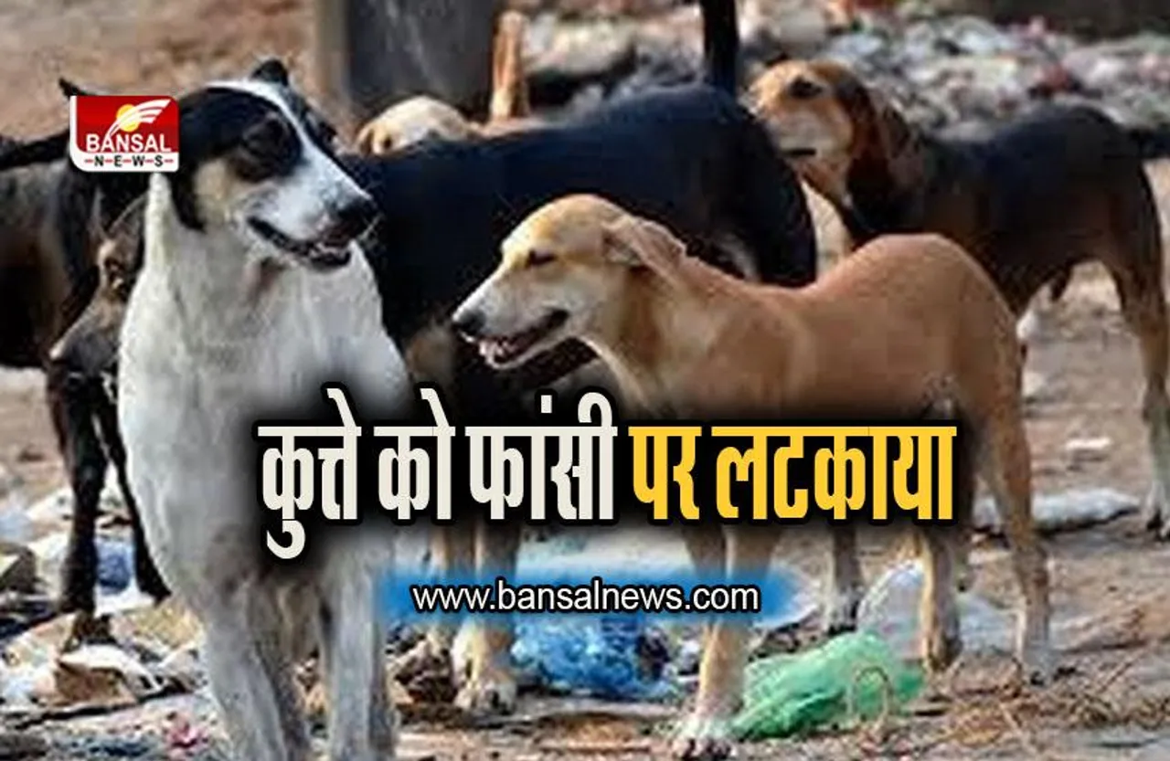 Raipur: इंसान का जानवर रूप, कुत्ते को फांसी पर लटकाया, पुलिस तलाश में जुटी