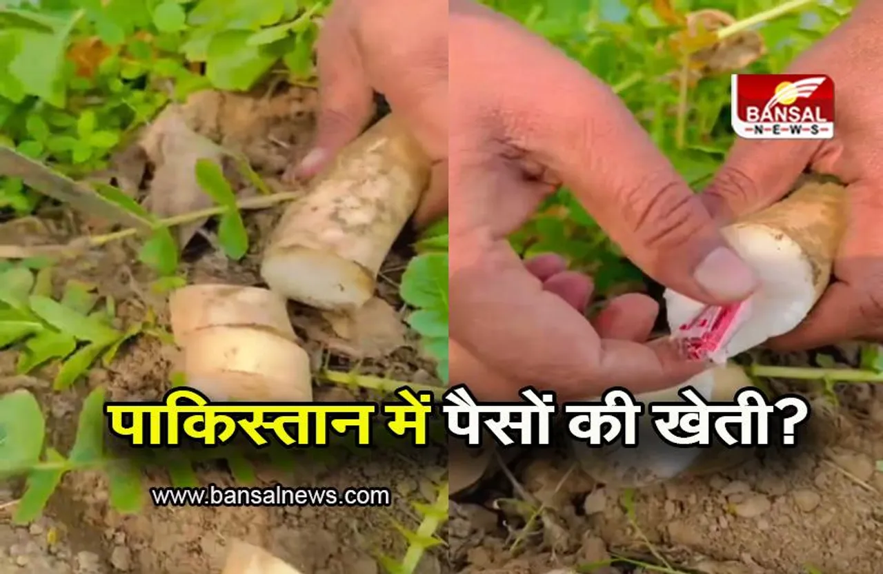 Pakistan: क्या पाकिस्तान में हो रही है पैसों की खेती? वीडियो देख लोग हैरान