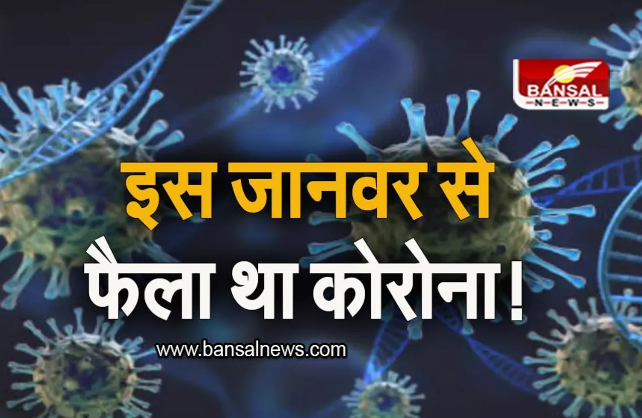 Covid 19 Origin: इस जानवर से फैला था कोरोना, रिसर्च में हुआ बड़ा खुलासा