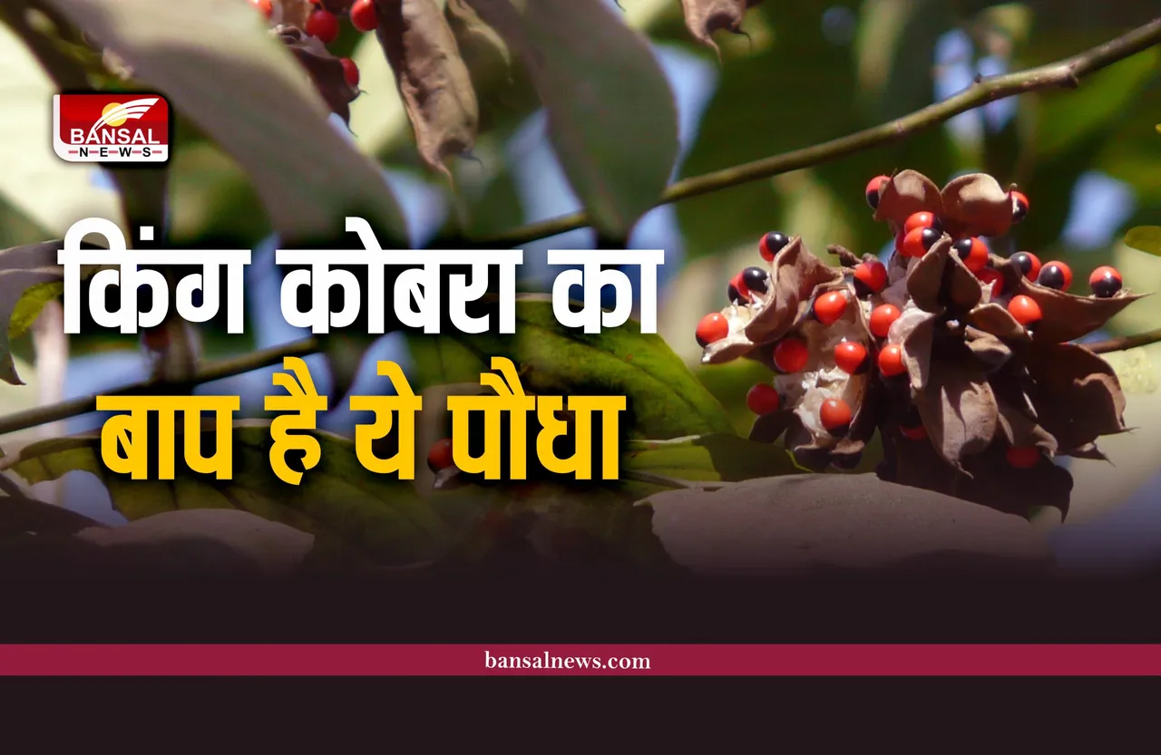 Abrus Pretorius Tree : कोबरा से भी ज्यादा जहरीला होता है यह पौधा