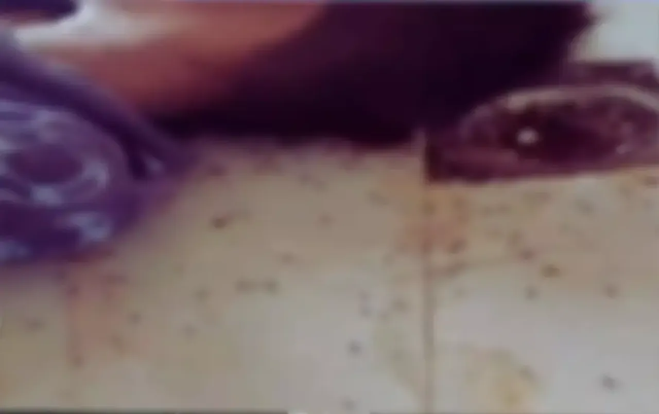 MP News: मॉर्चरी में मां-बेटे के शव को खा रहीं चीटियां, अस्पताल प्रबंधन ने दिया ये बेतुका बयान