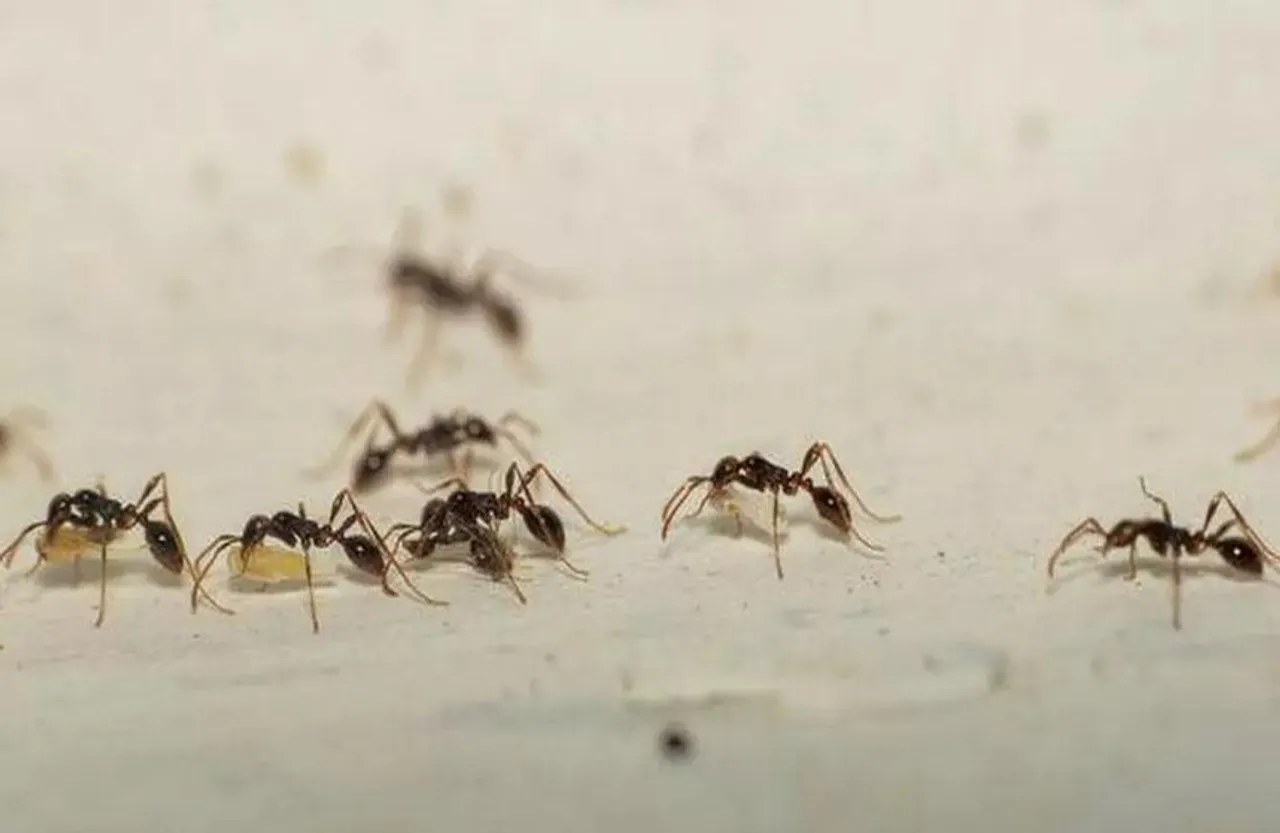 Ant Vastu Tips: कहां-कौन सी चीटियों का दिखना होता है शुभ, लाल या काली, जानें क्या कहता है वास्तु