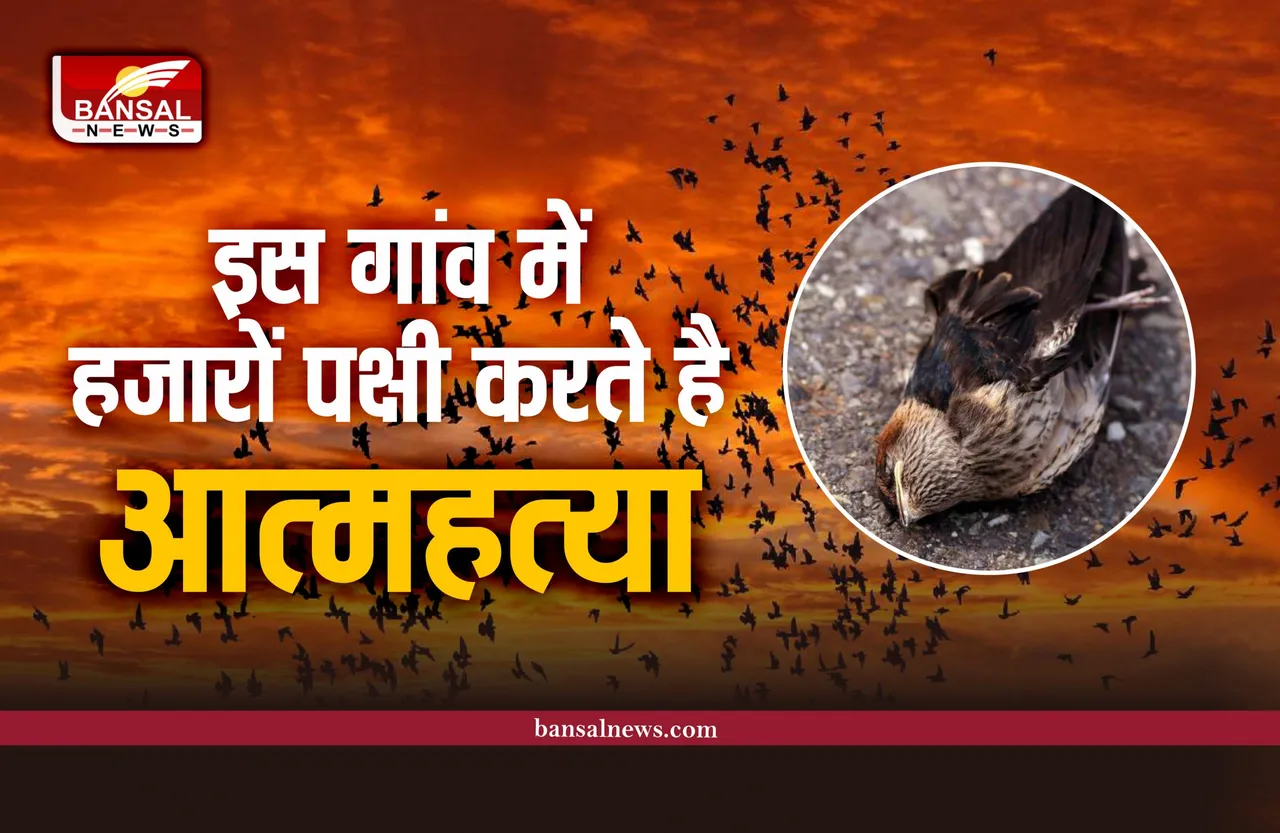 Assam Jatinga Village : भारत के इस गांव में हजारों पक्षी एक साथ करते हैं आत्महत्या