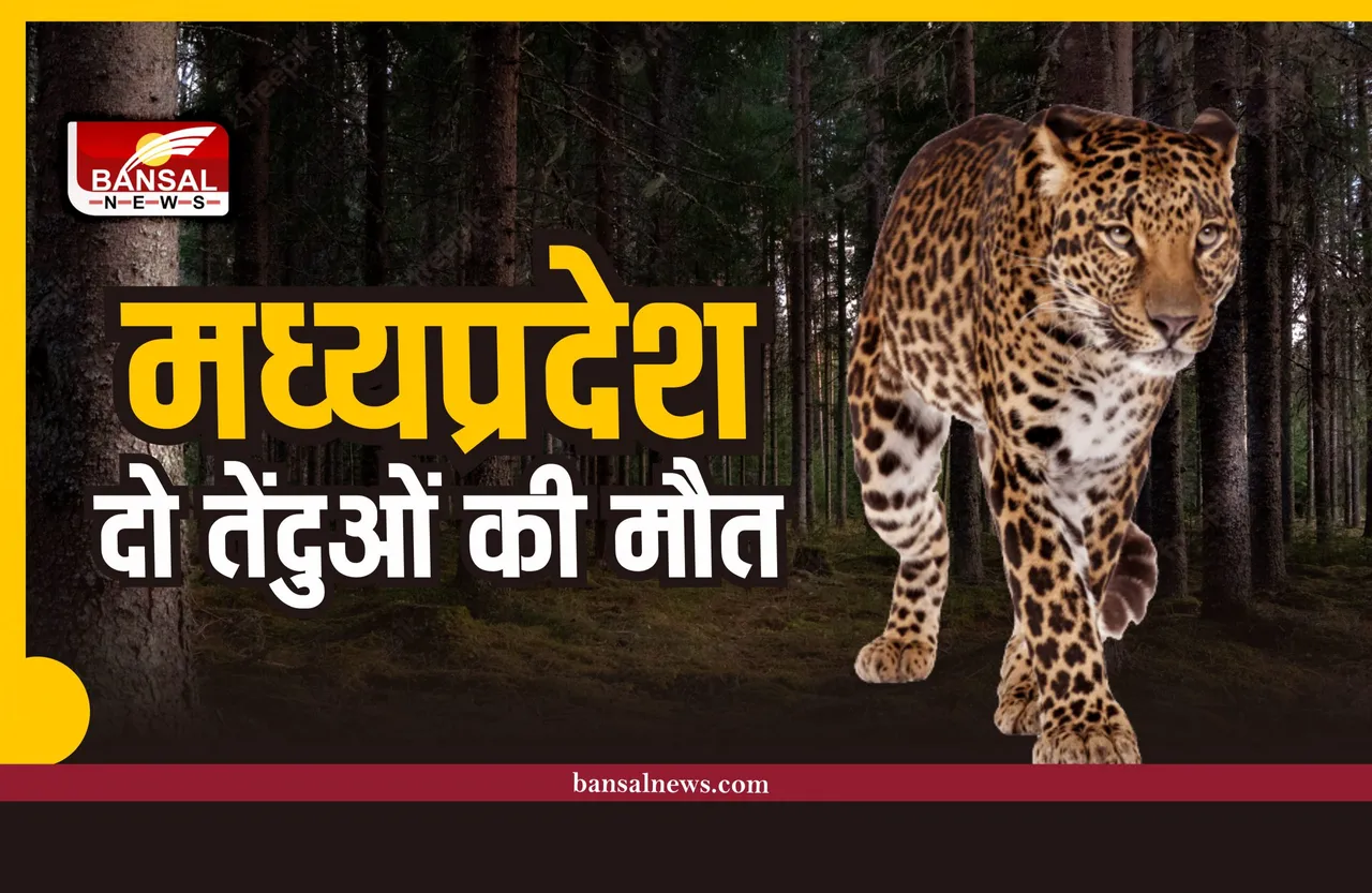 मध्यप्रदेशः बांधवगढ़ टाइगर रिजर्व में भूख से दो तेंदुओं की मौत!