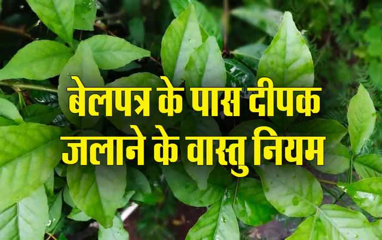 Belpatra Vastu Tips: बेलपत्र के पेड़ के नीचे दीपक जलाने से क्या होता है, जानें तरीका और उपाय