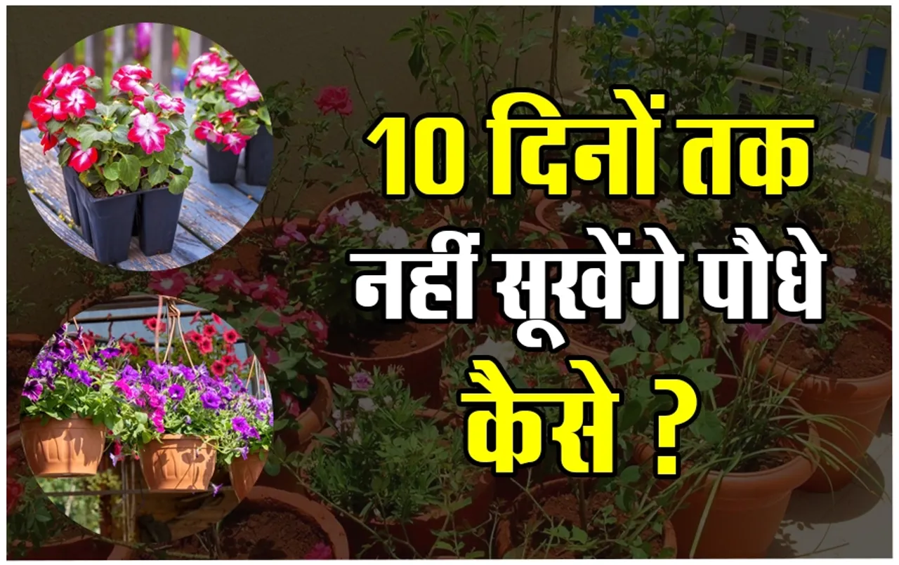 Best from Waste: गर्मियों में 10 दिन तक नहीं सूखेंगे पौधे, इन आसान ट्रिक से गर्मी के प्रकोप से बचेगा छत वाला गार्डन