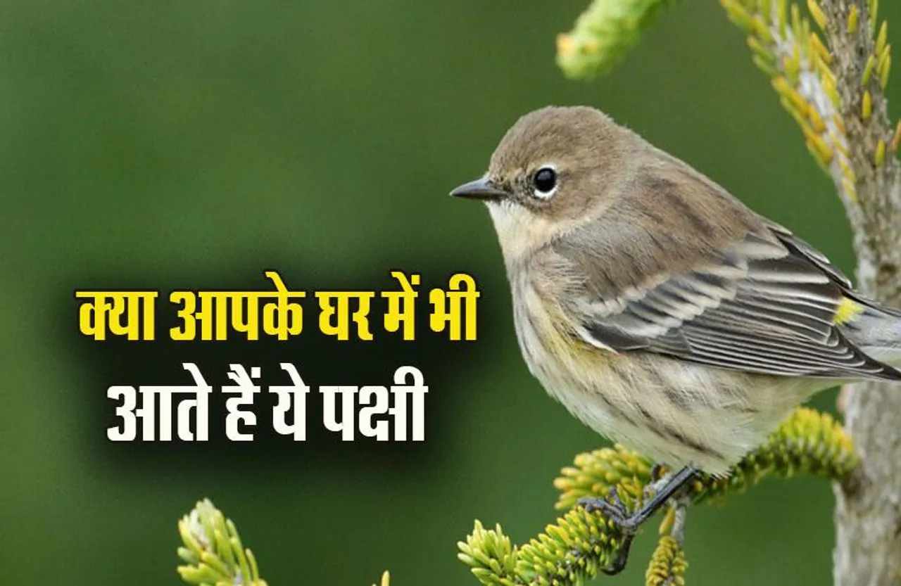 Birds Vastu Tips: घर पर इन पक्षियों का आना होता है बेहद शुभ, भरी रहती है तिजोरी