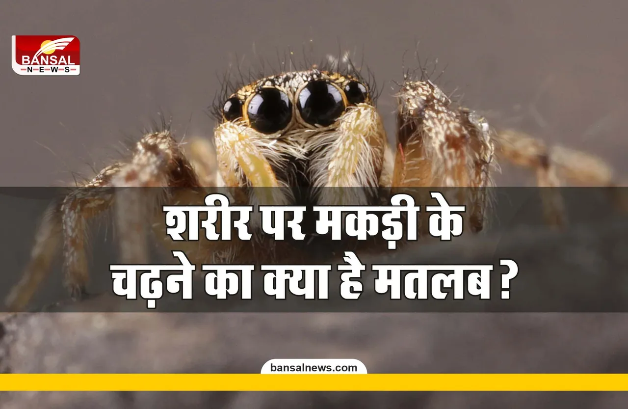 Body Climbing Spider : अगर शरीर पर चढ़ती है मकड़ी, तो जानिए क्या होता है इसका मतलब?
