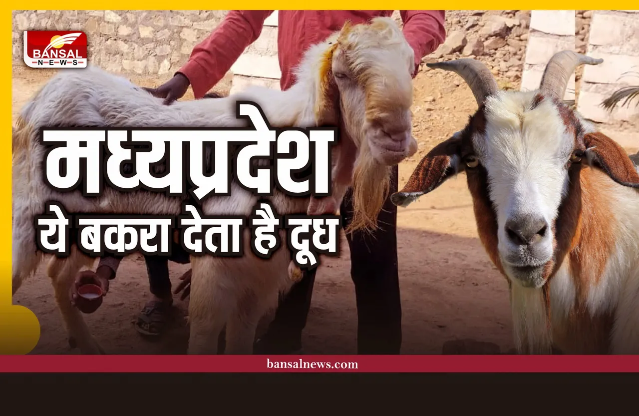 गजब है भाई! मध्यप्रदेश के बकरे भी देते है दूध, खुद देखा लो वीडियो