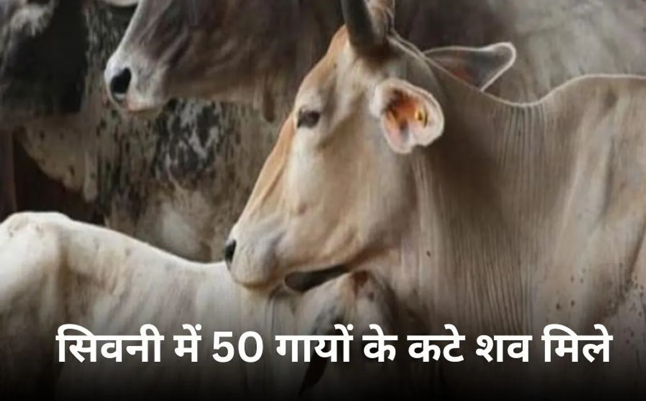 सिवनी में 50 से ज्यादा गायों की हत्या: सोहार्द बिगाड़ने की कोशिश, ग्रामीणों में आक्रोश