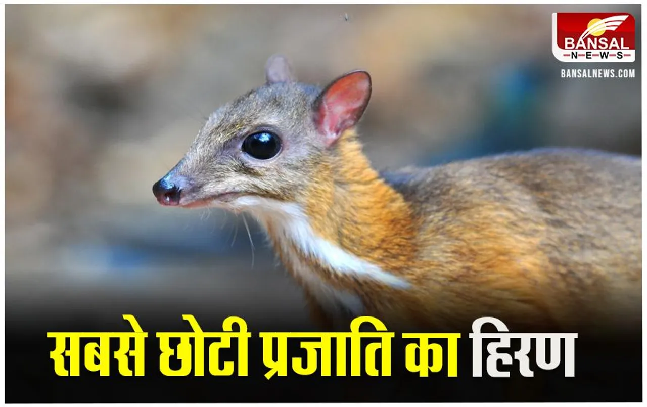 Chhattisgarh News: गरियाबंद के उदंती-सीतानदी टाइगर रिजर्व में दिखा दुर्लभ प्रजाति का माउस डियर