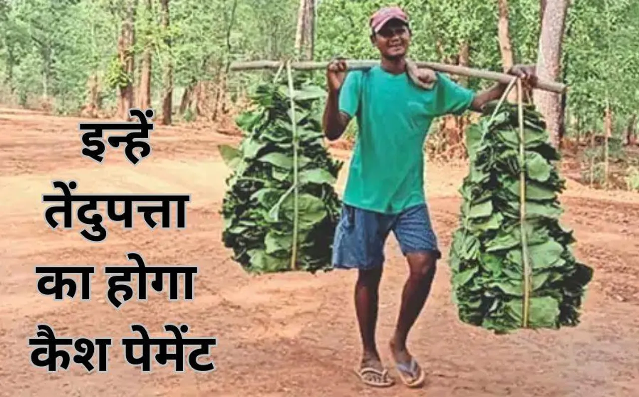 इन जिलों में तेंदूपत्ता का भुगतान होगा नगद: कैश देने के लिए सरकार ने कलेक्टर को दिए निर्देश; बढ़कर मिलेगा पेमेंट
