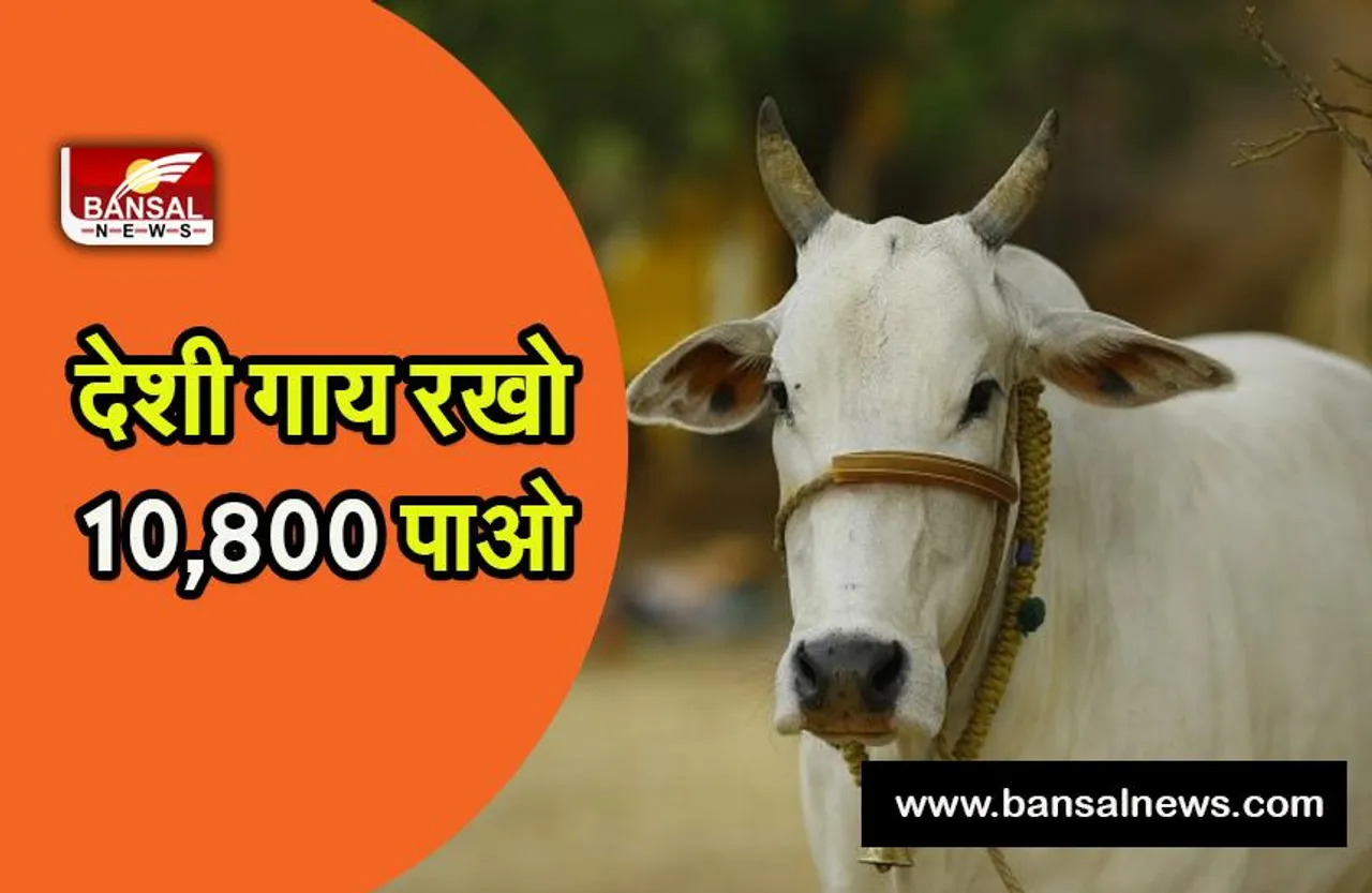 SHIVRAJ BIG NEWS: देशी गाय रखने वालों को मिलेंगे हर साल 10,800 रुपए ,सीएम की बड़ी घोषणा