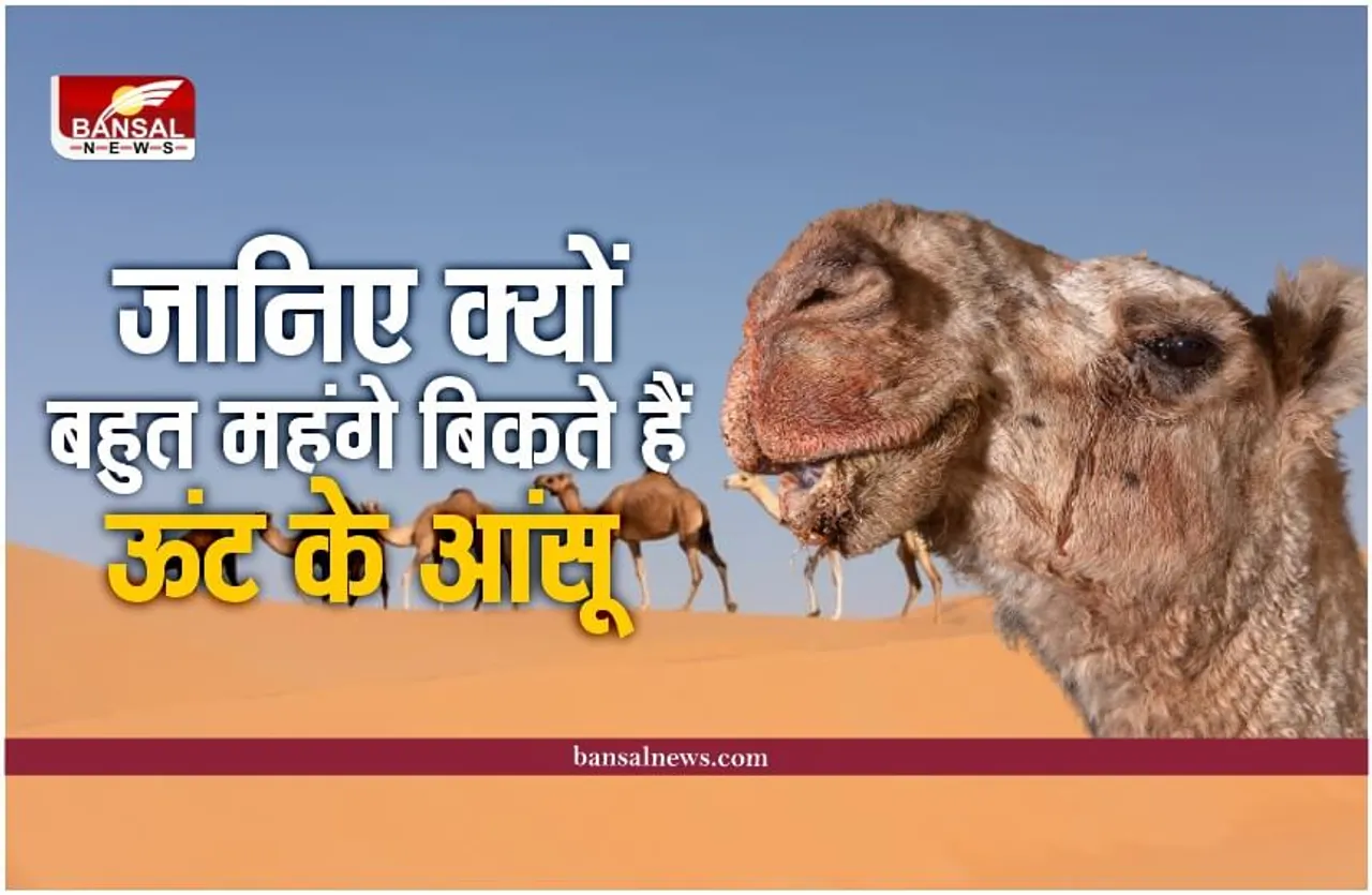 Camel Tears : बहुत कीमती होते है ऊंट के आंसू, होने वाला है बड़ा चमत्कार, पढ़े पूरी रिपोर्ट