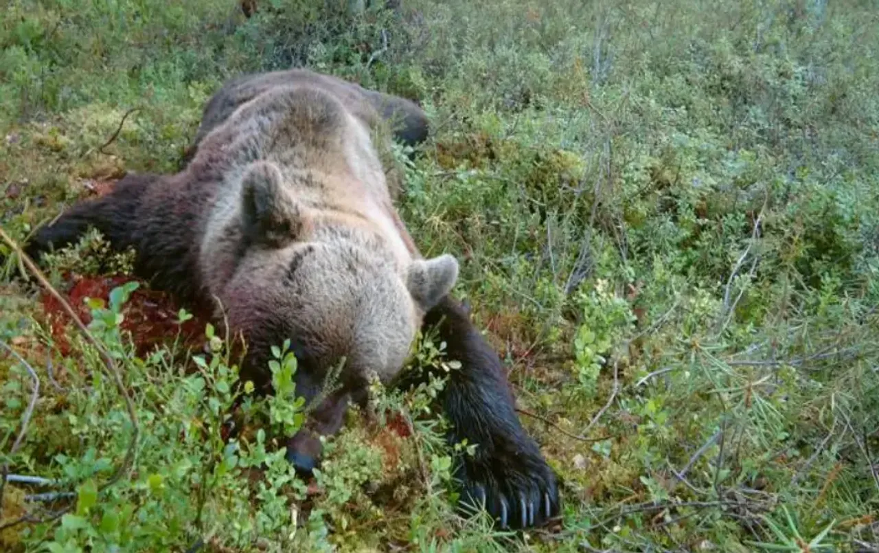 छत्तीसगढ़ में पोटाश बम से भालू का शिकार: मध्य भारत में बड़ा गिरोह सक्रीय, 500 रुपए में जानवरों को मार रहा ये हथियार
