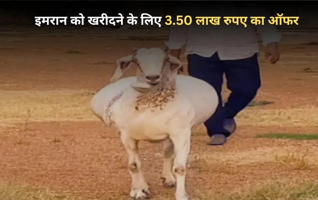 Chhattisgarh News: कुर्बानी के लिए लाए इस बकरे को 3.50 लाख रुपए में भी नहीं बेचा, रोजाना डेढ़ लीटर दूध पीता है इमरान