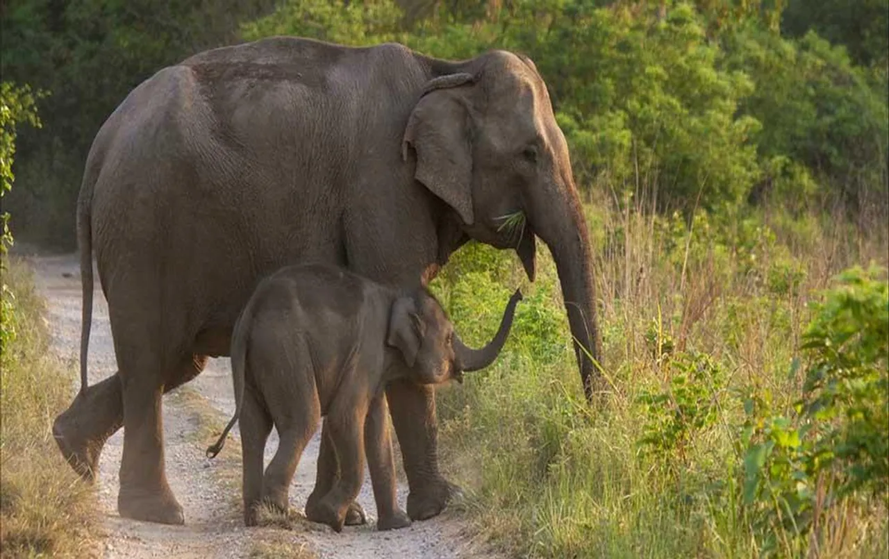CG News: हाथियों से बचा रहा 'एलीफेंट ऐप', पिछले 7 महीने में कोई नुकसान नहीं, दुर्गोत्सव पर आचार संहिता का साया