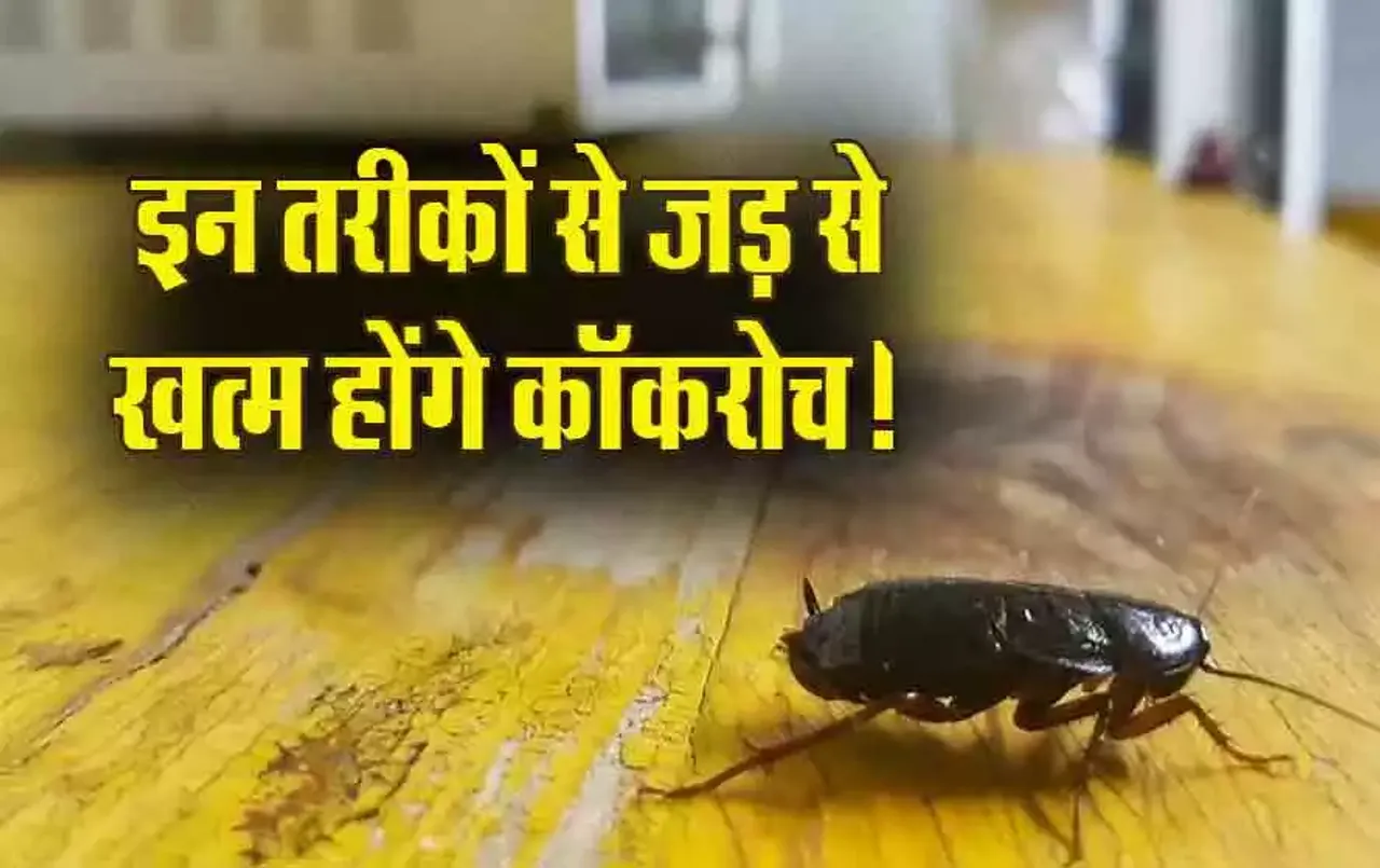 Cockroaches Bhagane ke Upay: गर्मियों में क्या आप भी कॉकरोच-चीटियों से हैं परेशान, तो अपनाएं ये जबरदस्त ट्रिक्स,