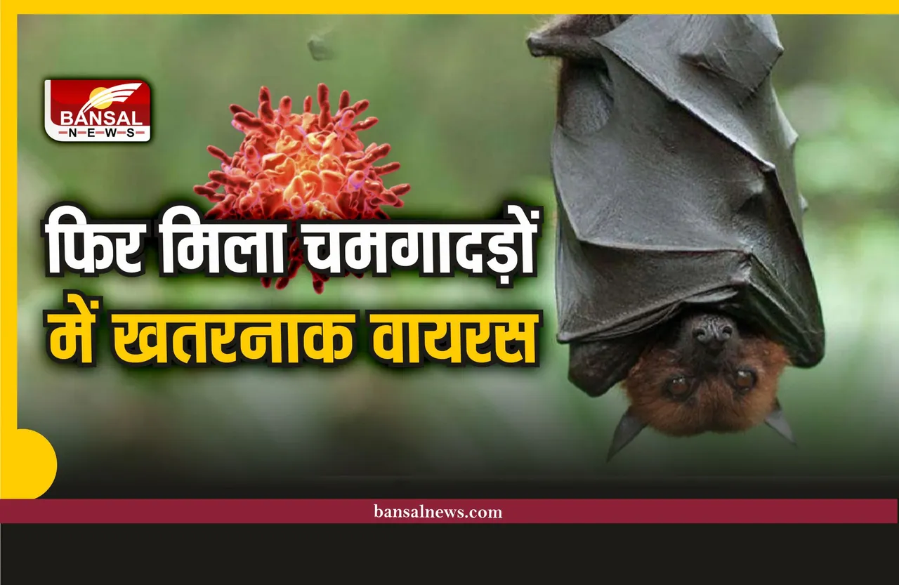 BtSY2 Virus : चमगादड़ों में मिला कोरोना जैसा एक और वायरस, मचा हड़कंप