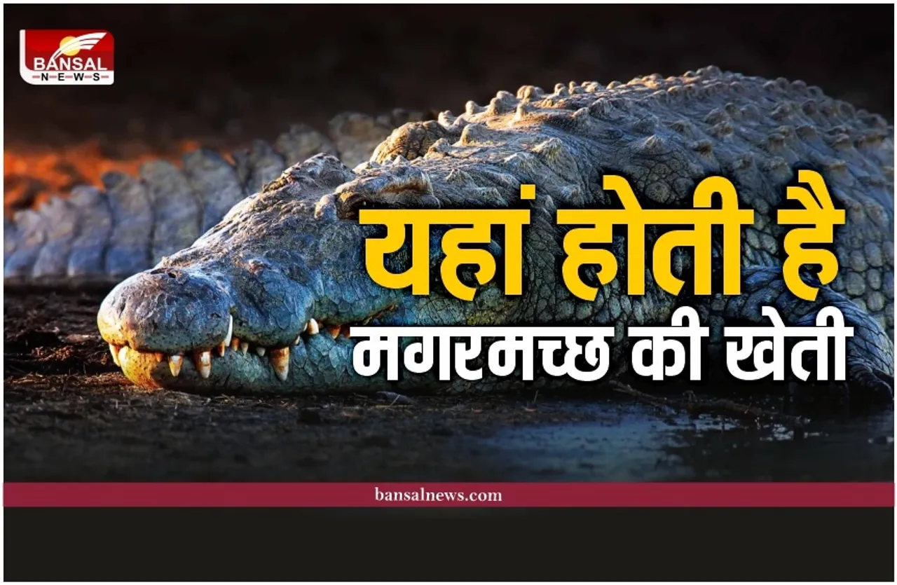 Crocodile Farming: यहां फल, सब्जी नहीं बल्कि होती है मगरमच्छ की खेती, जानिए