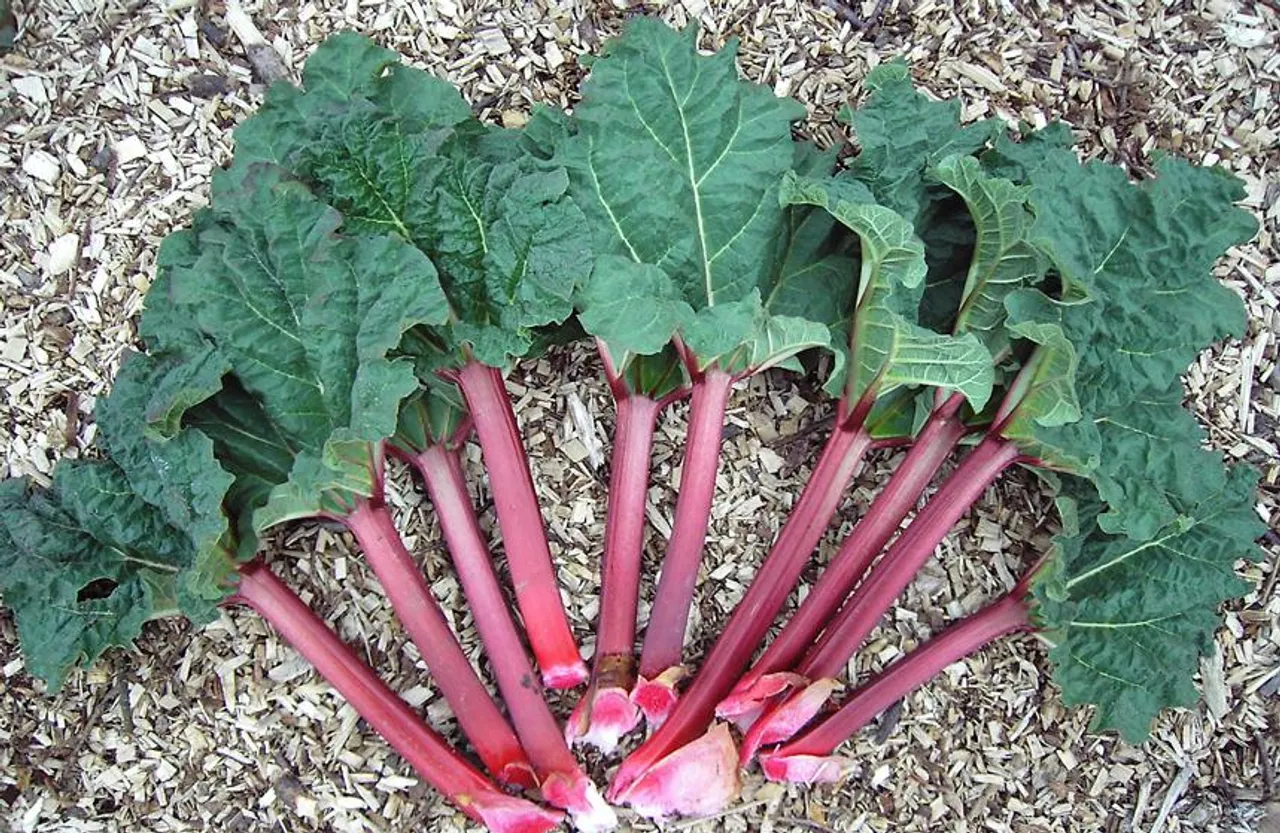 Himalaya Herbs Benefits: हिमालय में समाया है गंभीर बीमारियों का इलाज, जानिए जड़ी बूटी रेवंद चीनी के बारे में