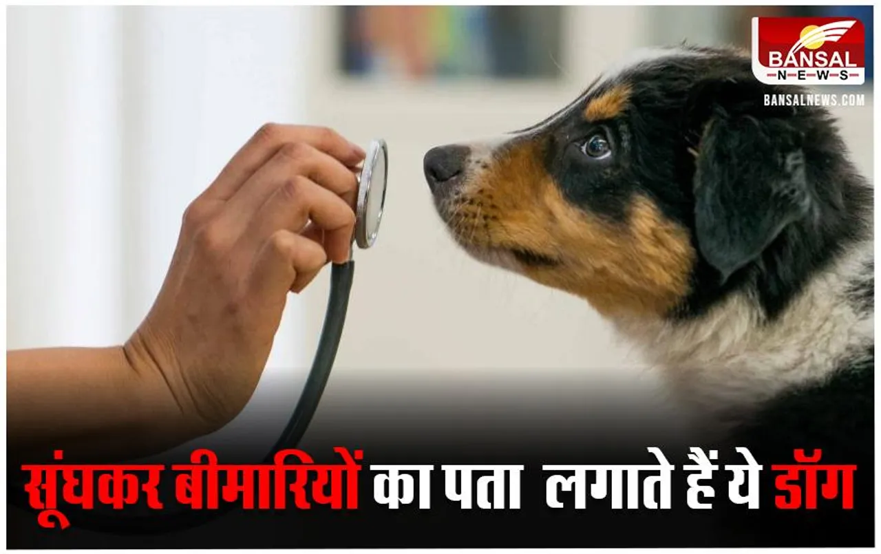 Disease Alert Dog: सूंघकर बता देता है‌ इंसान की गंभीर बीमारीयां ! जानिए कैसे