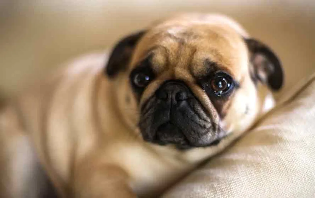 Dog Crying Signs: आपने भी रात में कुत्तों को रोते हुए सुना होगा, आखिर क्यों रोते हैं कुत्ते? वजह कर देगी आपको हैरान