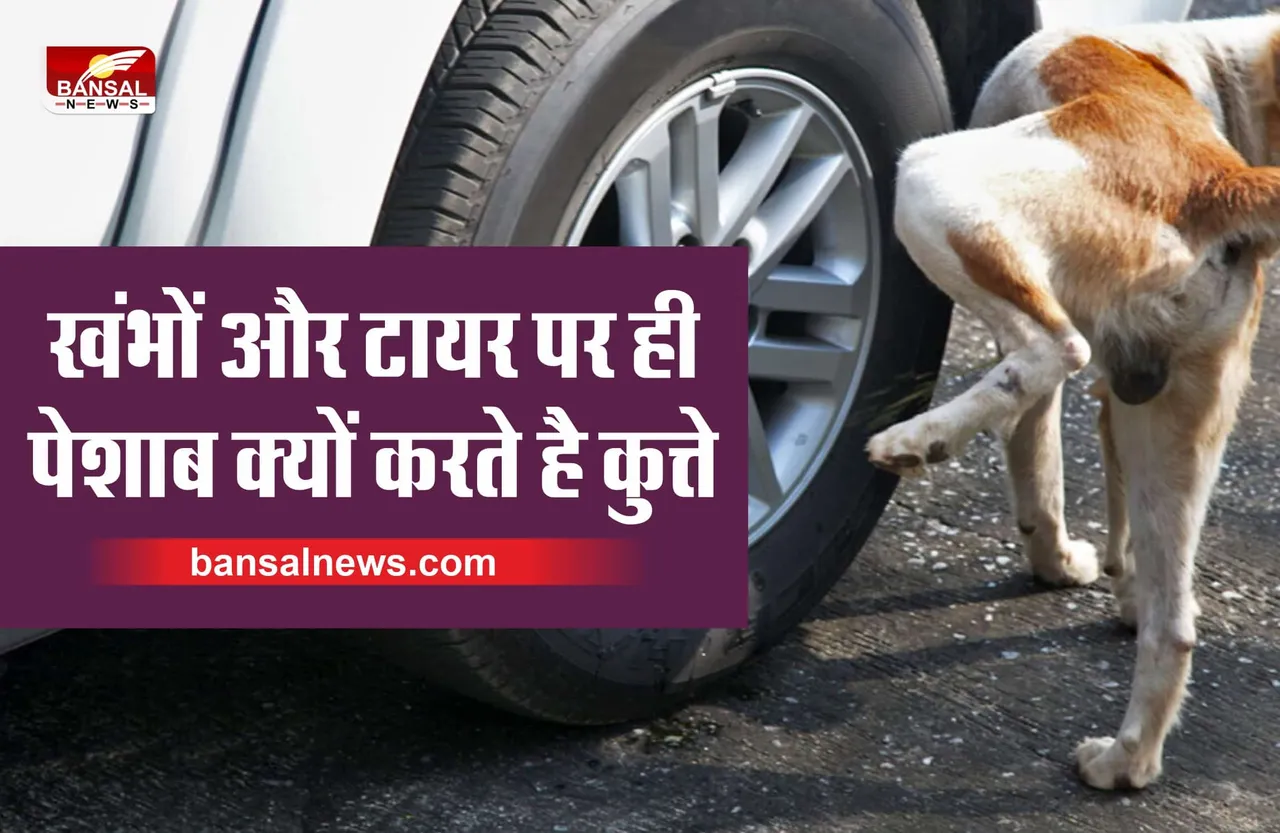 Dogs Peeing : खंभे और टायर पर ही पेशाब क्यों करते है कुत्ते? जानिए खास वजह