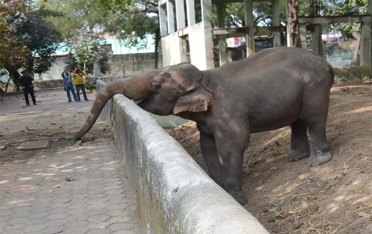 MP News: मोती मांगे आज़ादी....30 साल से बेड़ियों में कैद हाथी, मानसिक स्थिति बिगड़ने की आशंका