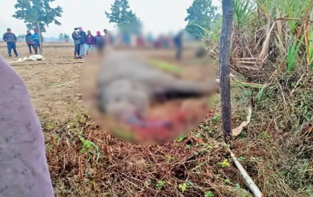 CG News: बलरामपुर में गन्ना खेत के चारों ओर लगाया करंट, चपेट में आने से हाथी की मौत