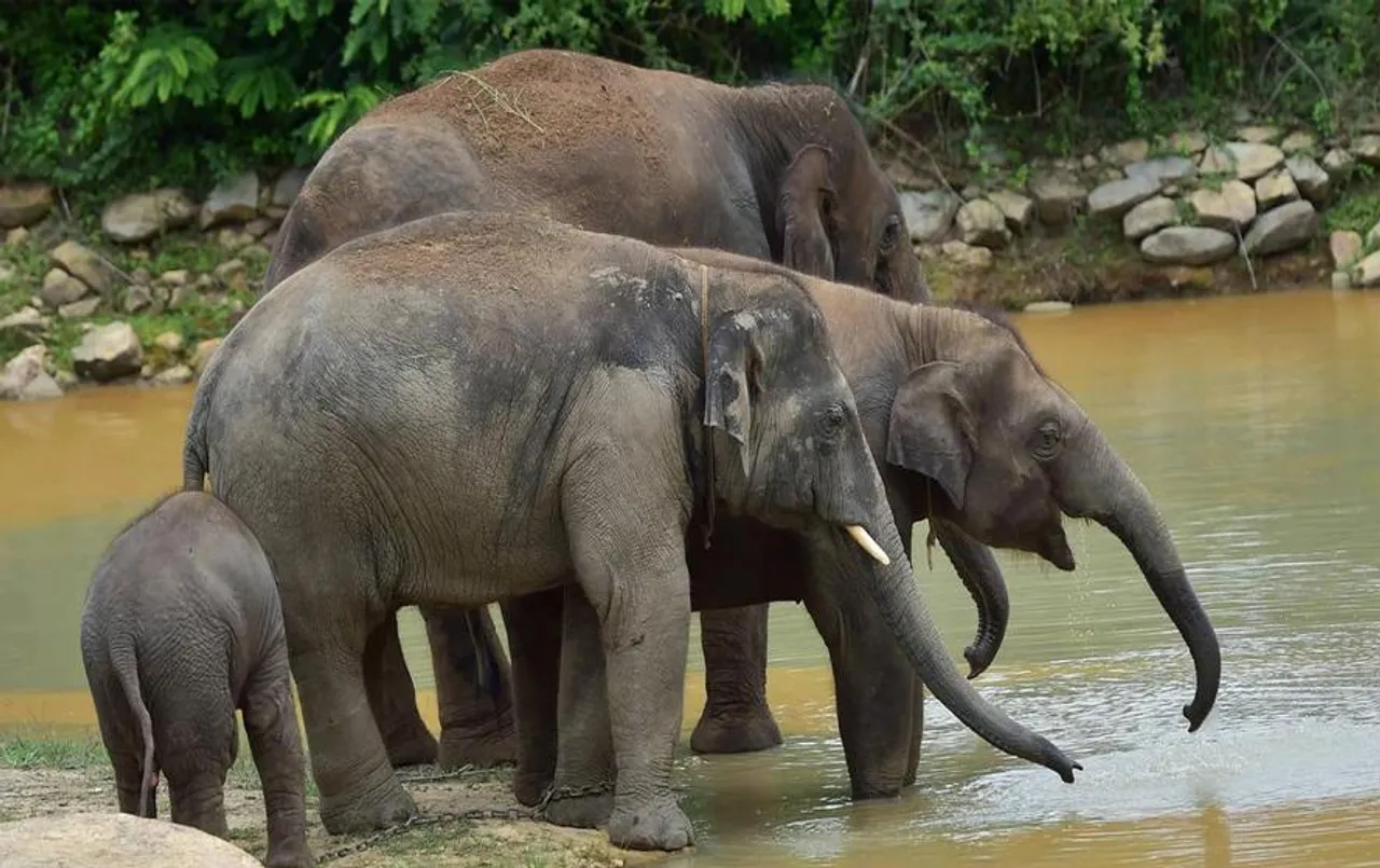 Chhattisgarh News: हाथियों के आने की पूर्व सूचना देगा वन विभाग, दो मोबाइल एप तैयार, अधिकारियों को मिला प्रशिक्षण