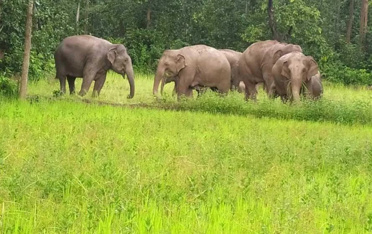CG News: सारंगढ में हाथियों का उत्पात, 7 एकड़ में लगी फसल सहित किसान के ट्रैक्टर को किया तहस-नहस