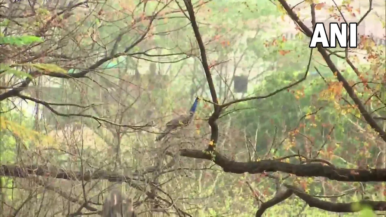 Nagpur: पहाड़ी इलाके में खुला पक्षियों और मोर के लिए बर्ड रेस्टोरेंट, भोजन का लुत्फ आते है पक्षी