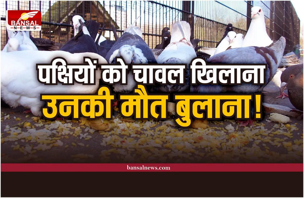 पक्षियों को चावल खिलाने से हो सकती है उनकी मौत! सरकार लगाने जा रही पाबंदी