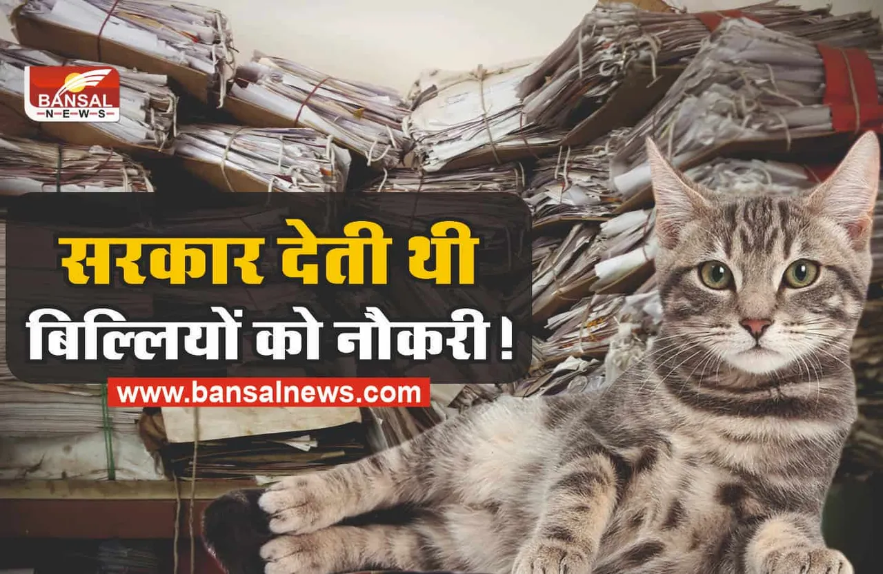 भारत की ऐसी सरकार, जो बिल्लीयों को देती थी सरकारी नौकरी!, जानिए रोचक तथ्य