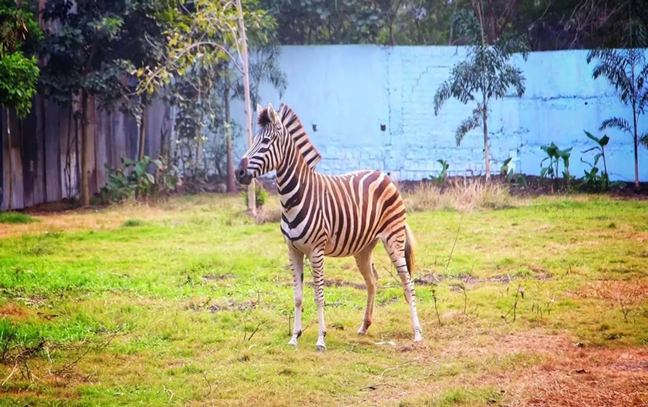 इंदौर के चिड़ियाघर में हुआ अफ्रीकन जेब्रा का जन्म: कुछ घंटों में पैरों पर खड़े होकर की चहलकदमी, 3 साल पहले आया था जोड़ा