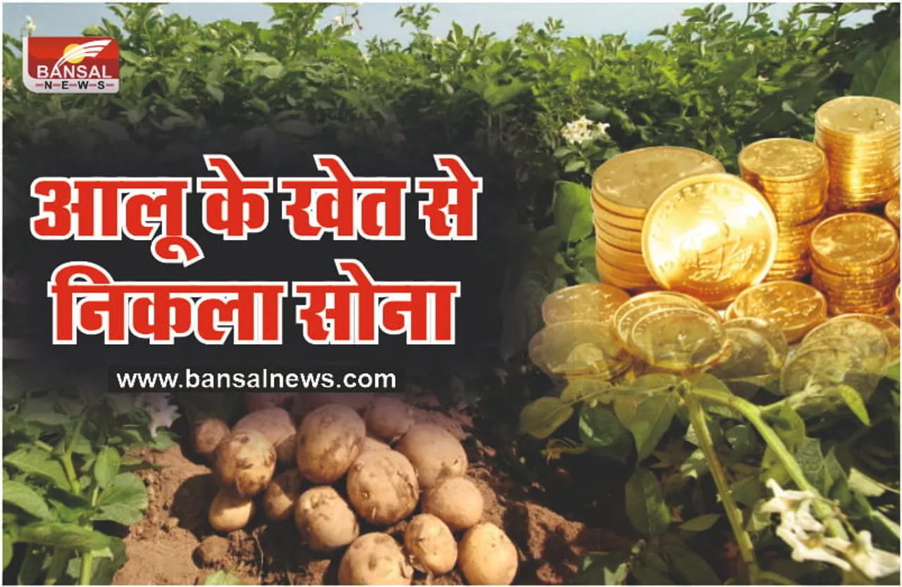 खेत से आलू तो नहीं निकले लेकिन सोना जरूर निकल रहा है, पढ़िये पूरी खबर