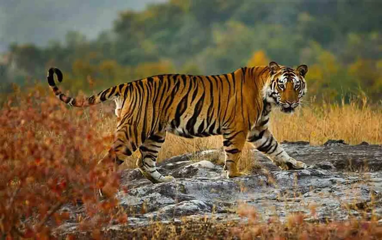 MP News: मध्यप्रदेश फिर बना टाइगर स्टेट, 785 टाइगर के साथ मध्यप्रदेश नंबर-1