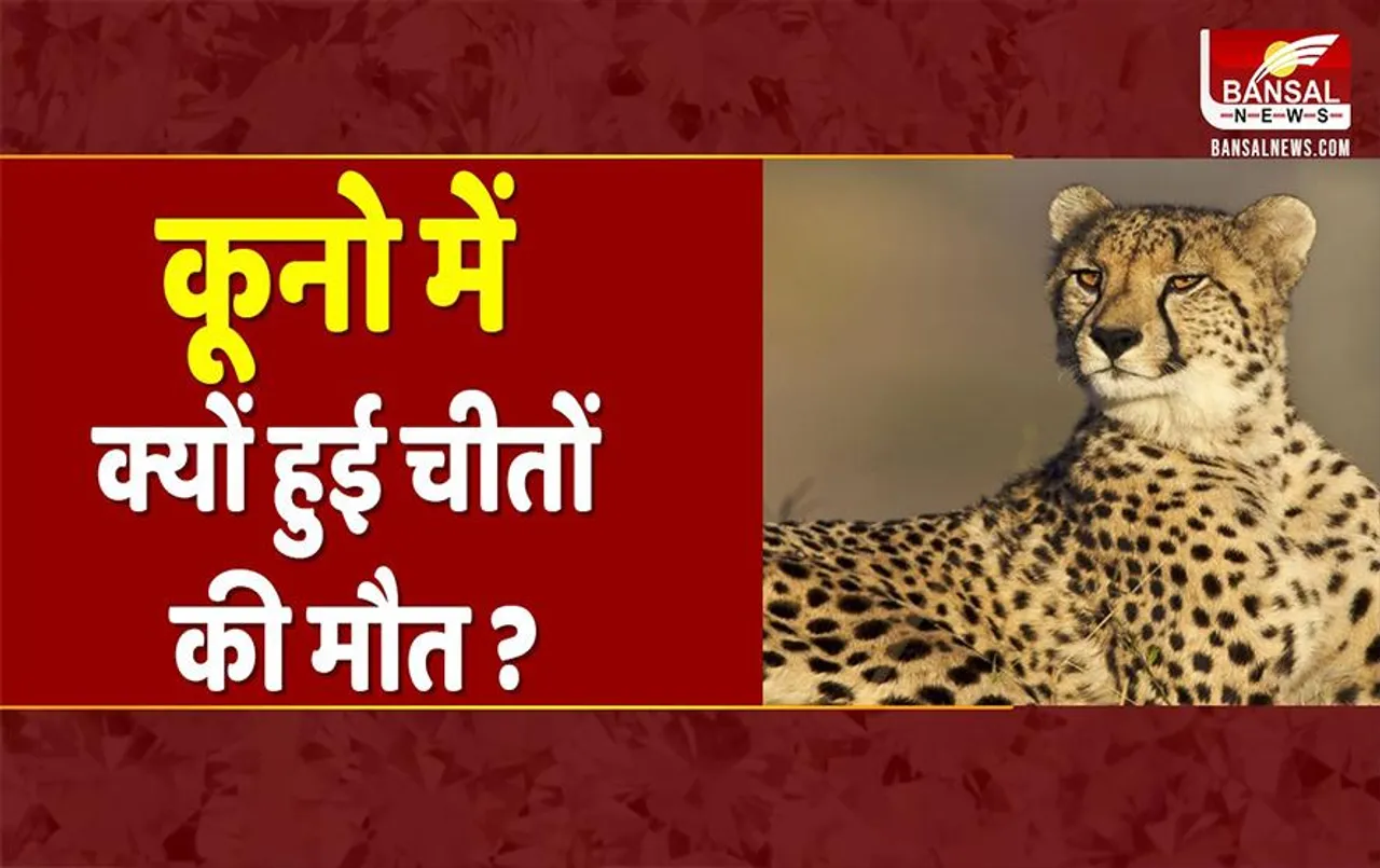 MP News: कूनो नेशनल पार्क के छह चीतों को बाड़े में लाया गया, कॉलर आईडी भी हटाई