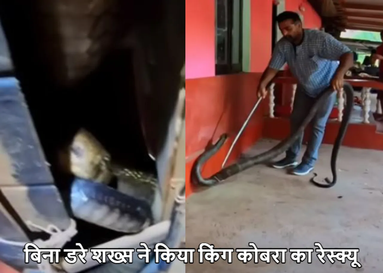 King Cobra Viral Video: कार के बोनट में छुपा बैठा था खतरनाक कोबरा! इस तरह किया रेस्क्यू, देंखे वीडियो