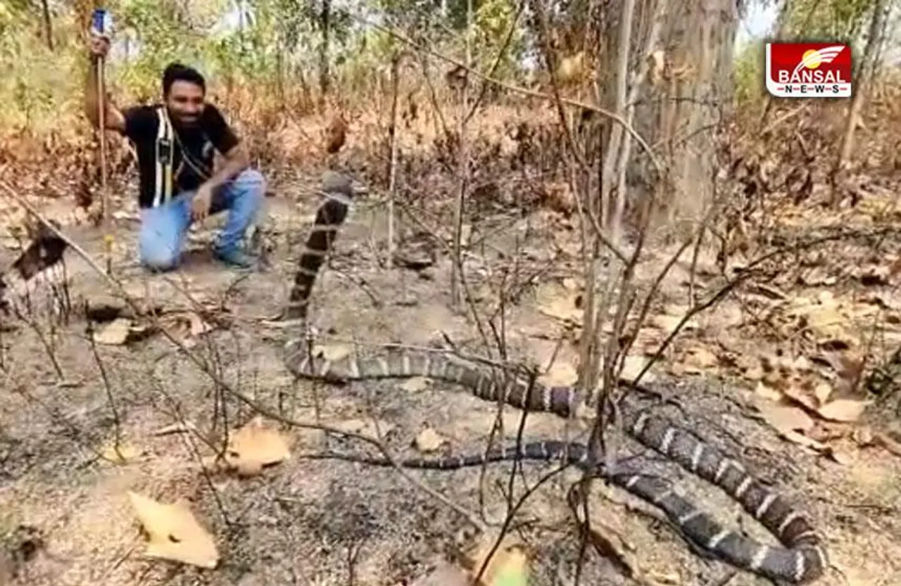Korba King Cobra : किंग कोबरा को फन फैलाए देखे ग्रामीणों ने लगा दी दौड़, फिर हुआ यह
