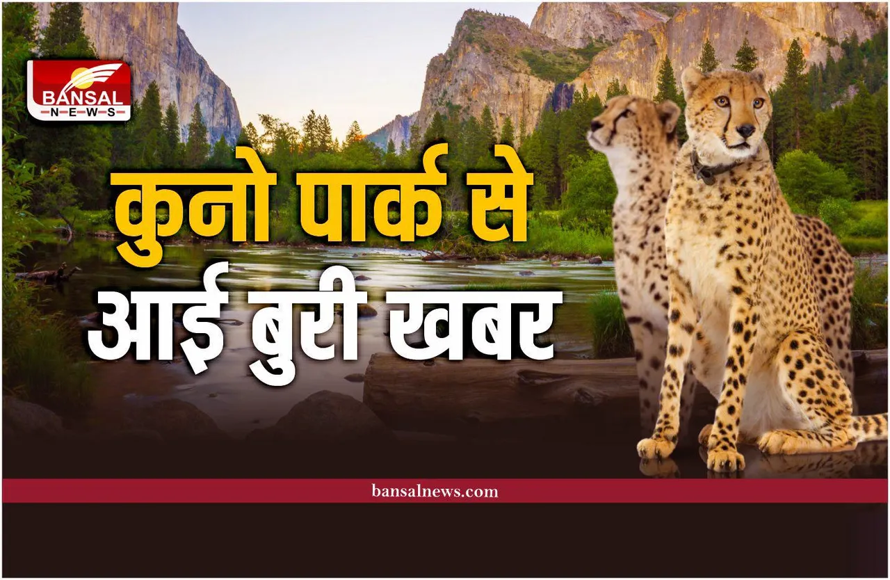 कुनो नेशनल पार्क से मादा चीता को लेकर आई बुरी खबर, लोग कर रहे दुआ