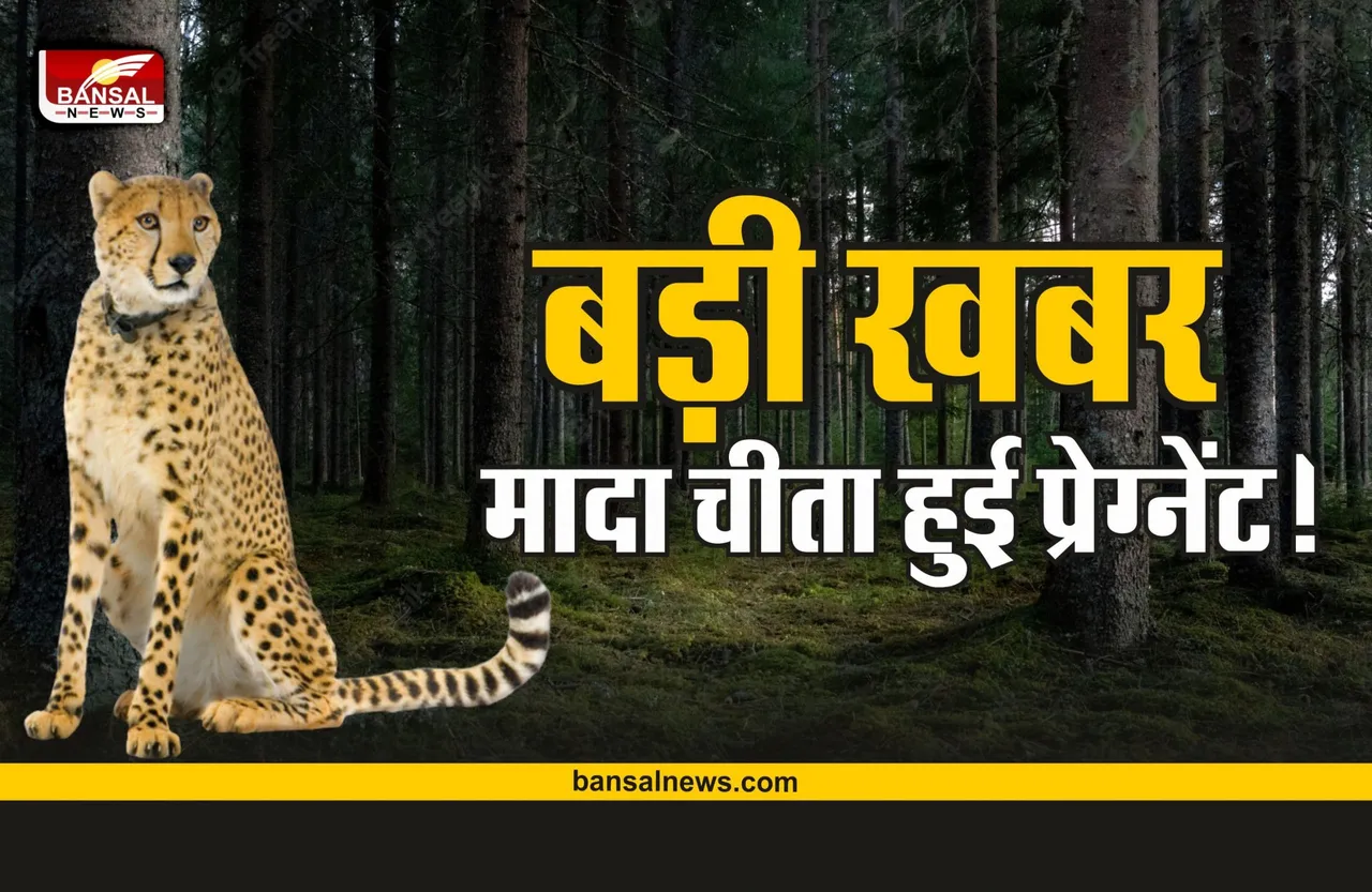 Big News : कूनो नेशनल पार्क से आई खुशखबरी, मादा चीता हुई प्रेगनेंट!