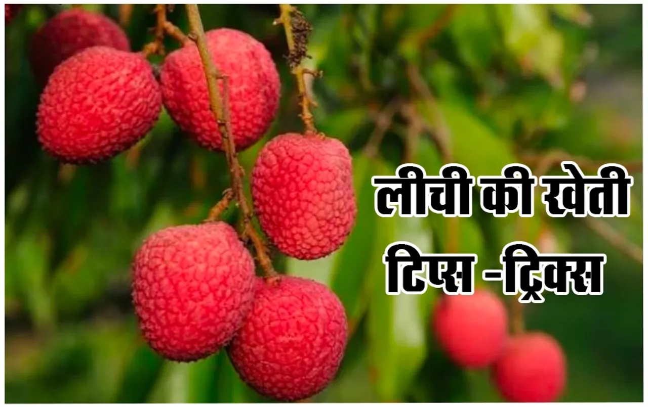 Litchi Farming Tips: मई की भीषण गर्मी में लीची की फसल हो रही है ख़राब, एक्सपर्ट्स से जानिए बचाव के टिप्स और ट्रिक्स