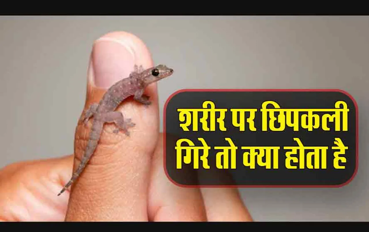 Lizard on Body: शरीर पर छिपकली का गिरना क्या संकेत देता है, शगुन शास्त्र के अनुसार इस अंग पर गिरना होता है शुभ