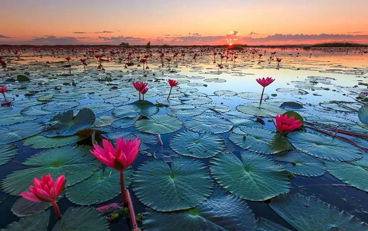 Lotus Valley Indore: इंदौर में है एशिया की सबसे बड़ी लोटस वैली, प्राकृतिक सुन्दरता और आकर्षण से है भरपूर