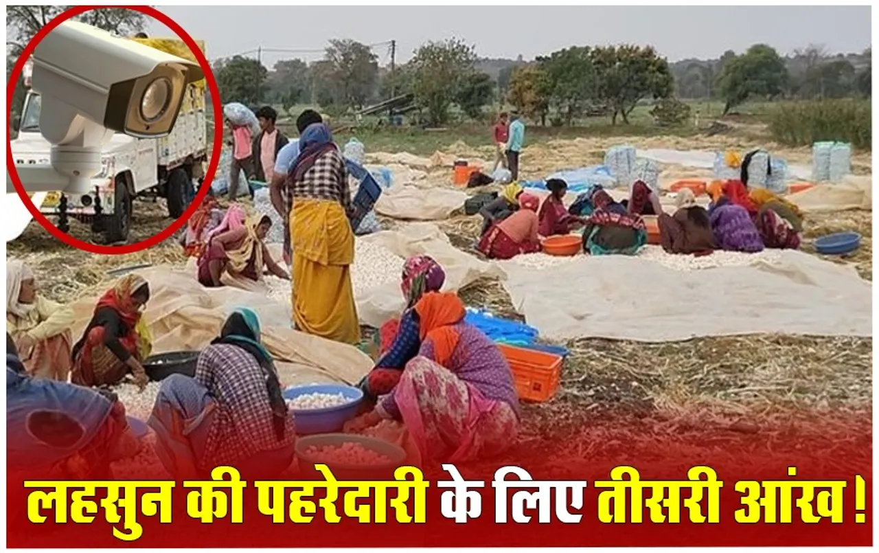 MP Garlic Price: 300 रुपये किलो तक पहुंचा लहसुन, चोरी होने के डर से किसानों ने लगवाए सीसीटीवी