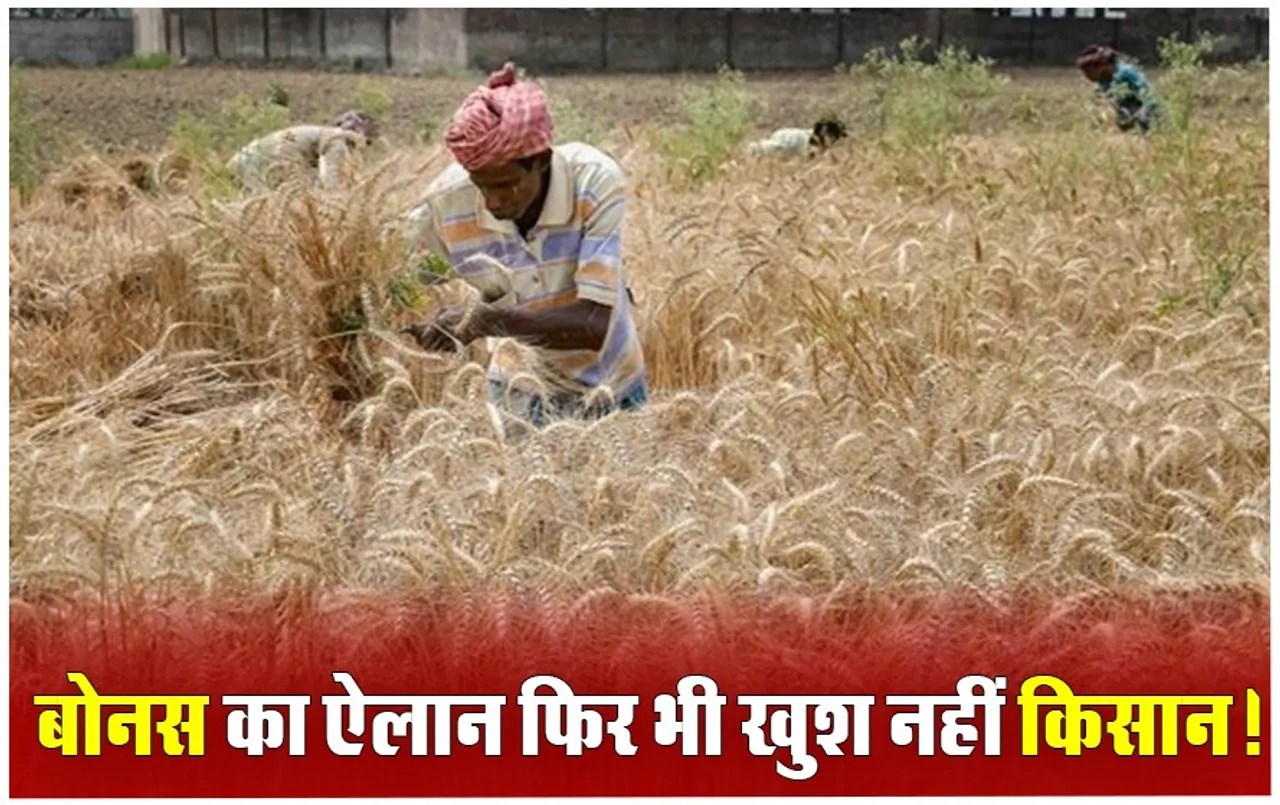 MP Govt Wheat Procurement: गेहूं की ऊंची कीमत के चुनावी वादे में कहीं फंस न जाए सरकार, केंद्र का नियम खड़ी करेगा मुसीबत, किसान भी नाराज!