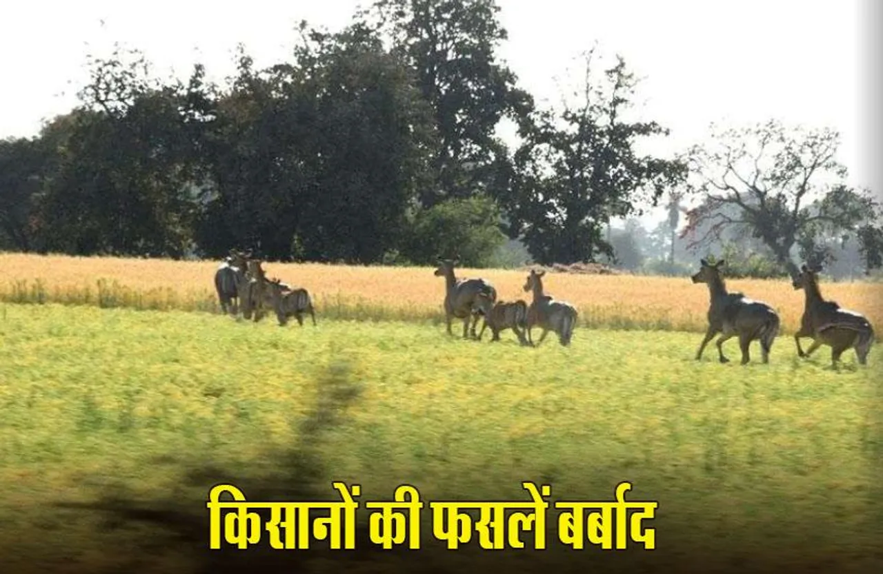 MP News: बदनावर में खेतों में घूम रहा नील गायों का झुंड, फसलें बर्बाद; किसानों ने SDM को सौंपा ज्ञापन