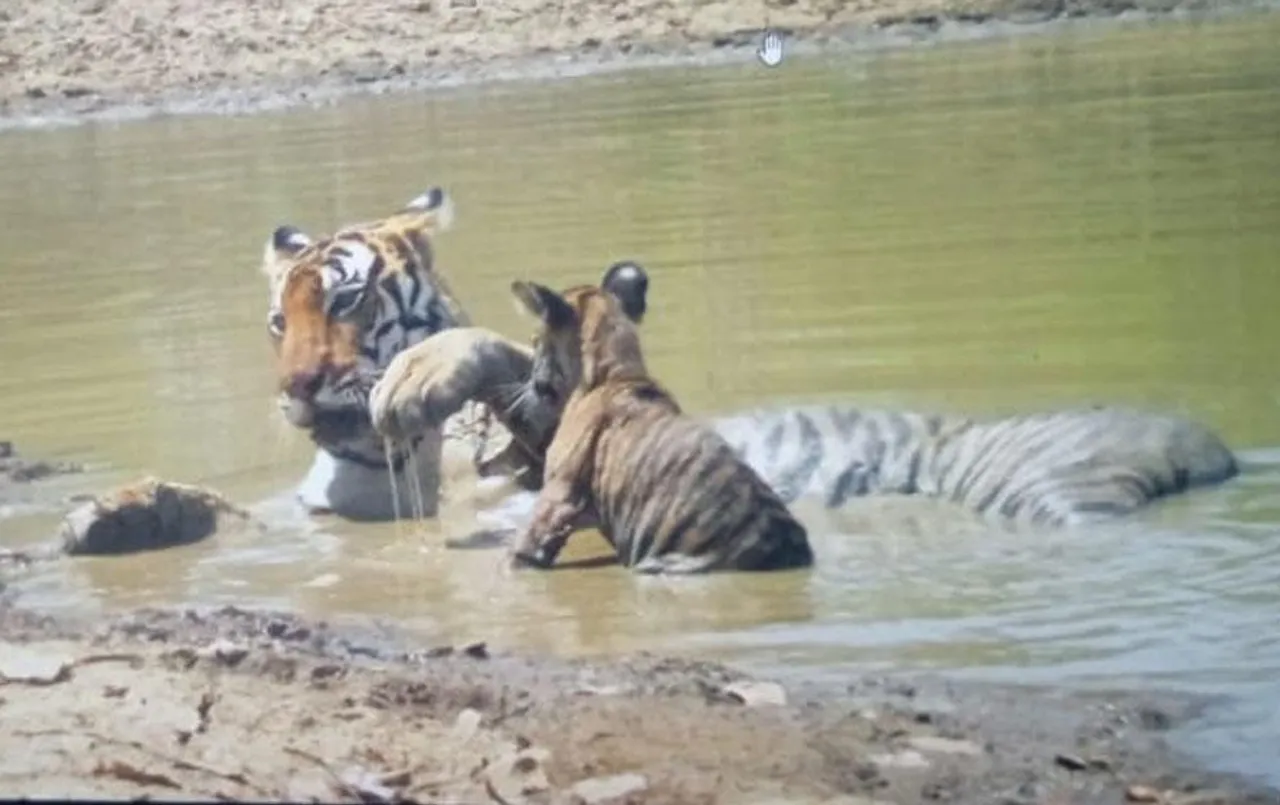 MP PTR में बाघिन पर आई बड़ी मुसीबत, परेशानी में पड़े उसके दोनों शावक